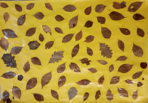 kolory jesieni abstrakcja z liści